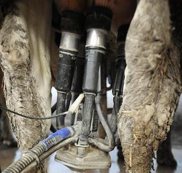 Cuộc sống khắc nghiệt của những con bò sữa ở Australia ảnh 2