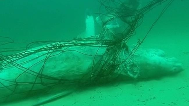 Lưới chống cá mập chỉ đem lại cảm giác “an toàn giả tạo” ảnh 2