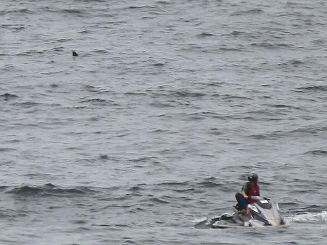 Lưới chống cá mập chỉ đem lại cảm giác “an toàn giả tạo” ảnh 6