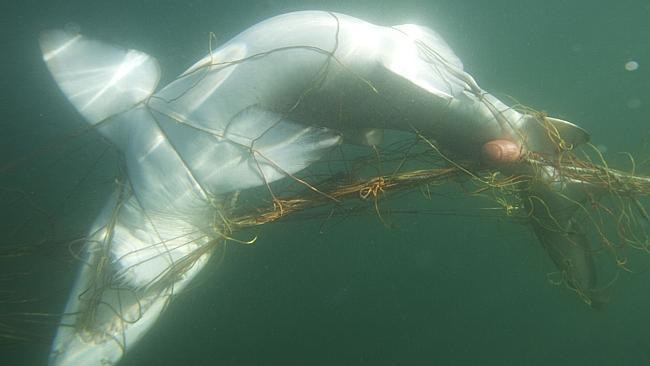 Lưới chống cá mập chỉ đem lại cảm giác “an toàn giả tạo” ảnh 1