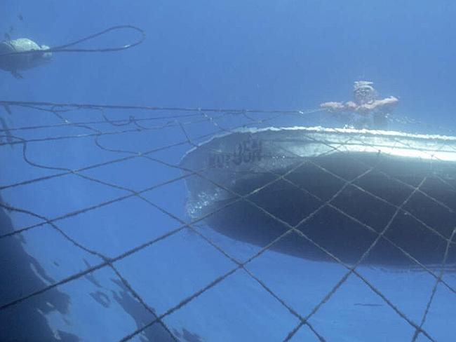 Lưới chống cá mập chỉ đem lại cảm giác “an toàn giả tạo” ảnh 3