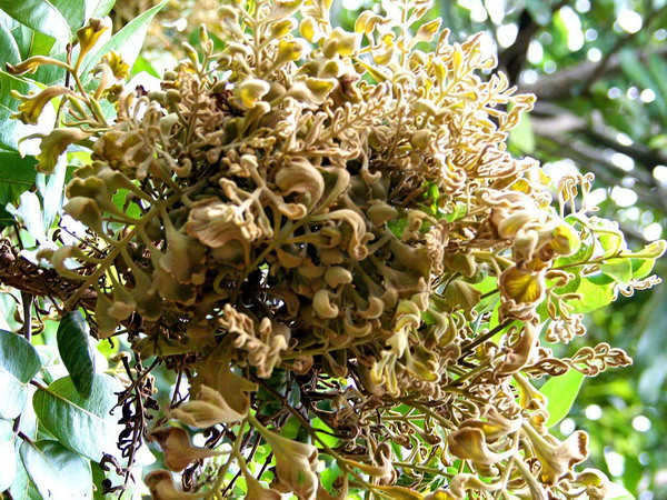 Chi 100 tỷ đồng phòng trị nhiễm bệnh chổi rồng trên cây nhãn ảnh 1