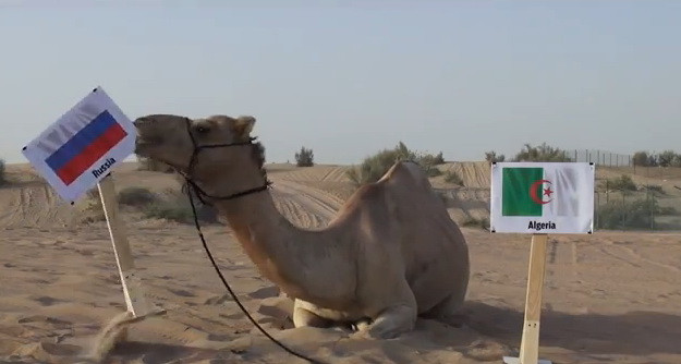 Lạc đà “tiên tri” đem tin vui lớn tới cho những chú gấu Nga ảnh 1