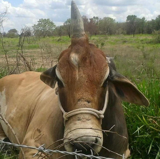 Kinh ngạc chú bò có chiếc sừng lớn trên đầu giống như kỳ lân ảnh 1