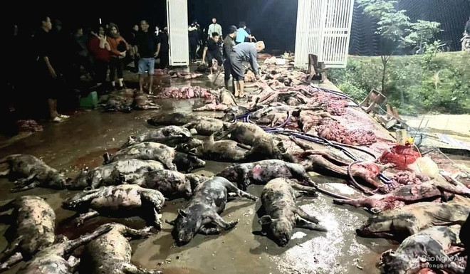 Nghệ An: Hơn 1.000 con lợn chết cháy, thiệt hại trên 1 tỷ đồng ảnh 1