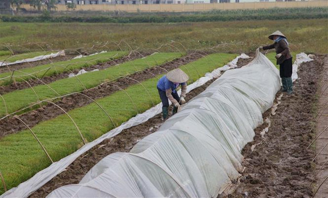 Bắc Bộ và Bắc Trung Bộ tiếp tục rét, nhiệt độ vùng núi cao dưới 9 độ C ảnh 1