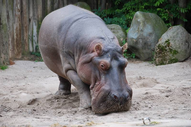 Hà mã chết trong đau đớn vì nhầm quả bóng tennis là trái táo ảnh 1