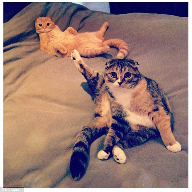 Chú mèo bỗng dưng nổi tiếng nhờ dáng ngồi "lười nhất thế giới" ảnh 3