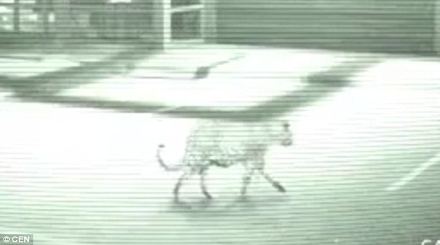 Hốt hoảng khi thấy con báo đi dạo quanh trung tâm mua sắm ảnh 1