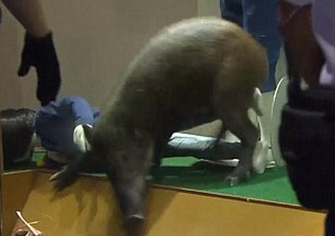 [Video] Chú lợn rừng gây náo loạn khi "đột nhập" cửa hàng quần áo ảnh 1