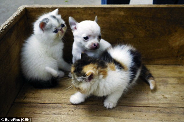 Tranh cãi xung quanh vụ việc con mèo đẻ ra chó Chihuahua ảnh 1