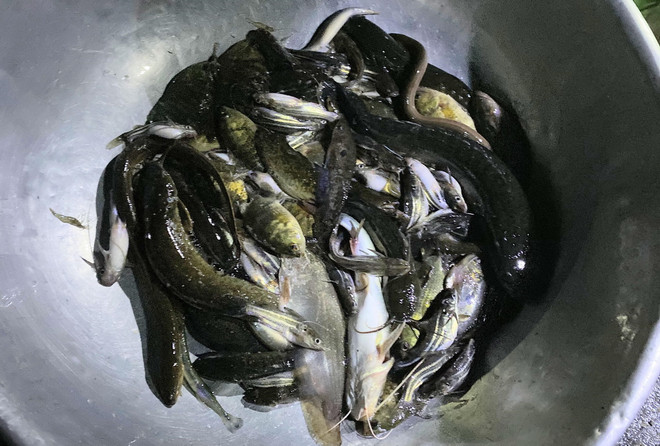 TTXVN_1610 An Giang san vat mua nuoc noi cho ca Tha La 2 .jpg