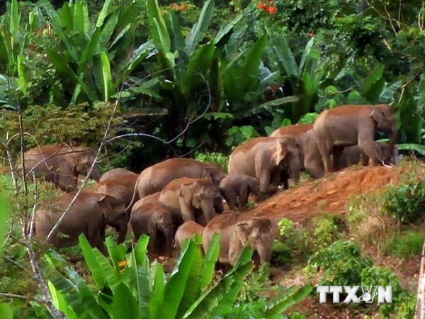 WWF: ASEAN đối mặt với nguy cơ mất đa dạng sinh học ảnh 1