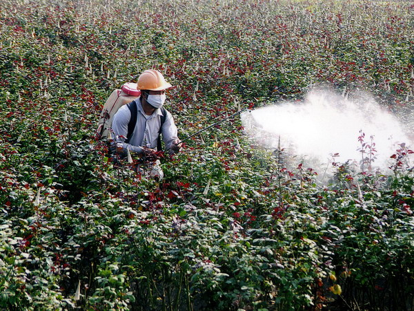 Hà Nội phát triển thương hiệu hoa hồng gắn với vùng đất Mê Linh ảnh 1