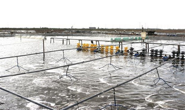 Cà Mau đặt mục tiêu tăng trưởng xuất khẩu 5-6% mỗi năm ảnh 1