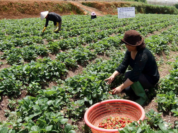 Dư lượng thuốc trên dâu tây Đà Lạt không vượt ngưỡng ảnh 1