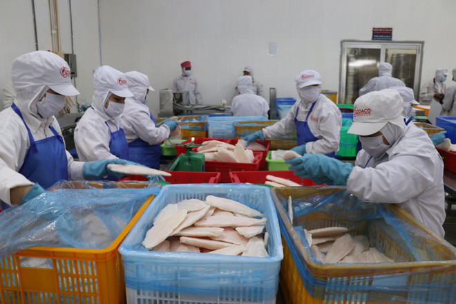 Công nhân nhà máy GODACO tại Khu công nghiệp Mỹ Tho làm đơn hàng cá tra xuất khẩu. (Ảnh: Minh Hưng/TTXVN) Tiền Giang: Nhiều kết quả thu hút đầu tư khả quan vào khu công nghiệp ảnh 1