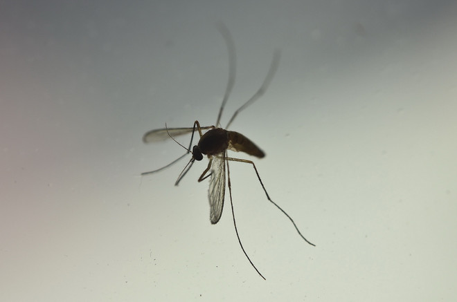 Muỗi Aedes Aegypti là vật trung gian truyền virus Zika. (Nguồn: AFP/TTXVN) Mỹ: Bang Texas phát hiện ca đầu tiên nhiễm Zika trong nước ảnh 1