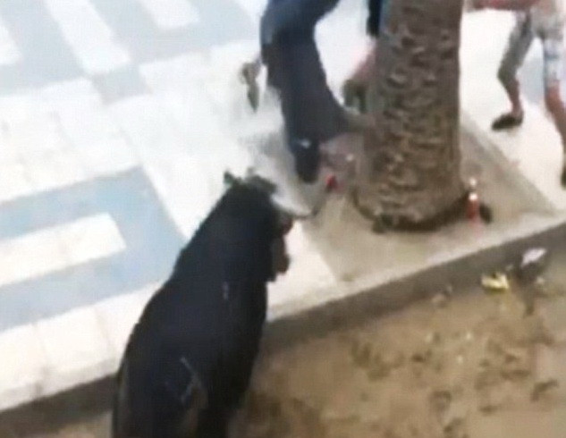 Kinh hãi khi chứng kiến cảnh bò tót hung hãn húc chết người ảnh 1