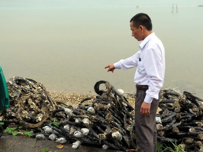 TT-Huế kết luận chất lượng hàu nuôi bằng lốp cao su ở Lăng Cô ảnh 1
