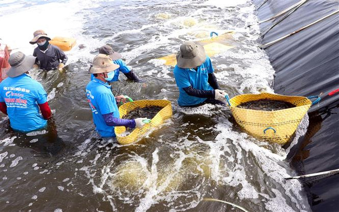 Ngành tôm đặt mục tiêu xuất khẩu hơn 4 tỷ USD trong năm 2022 ảnh 2