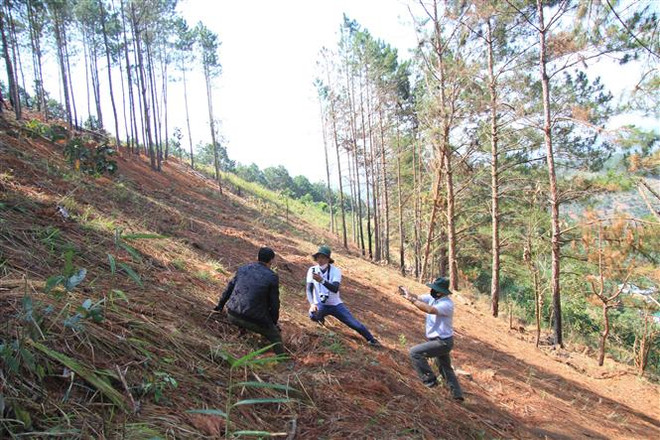 Lâm Đồng: Hàng chục cây thông 20 năm tuổi bị cưa hạ để chiếm đất rừng ảnh 1