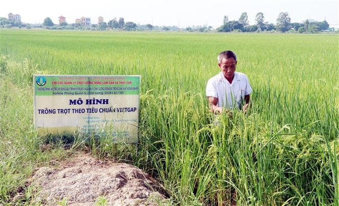 Cải thiện chất lượng tăng sức cạnh tranh của gạo Việt ảnh 1