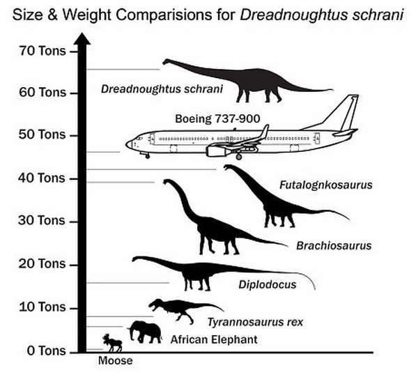 Phát hiện loài khủng long lớn hơn cả chiếc máy bay Boeing 737 ảnh 2
