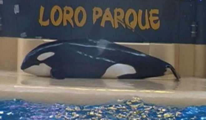 Cá voi sát thủ cố gắng tự sát vì không chịu nổi cảnh giam cầm? ảnh 1