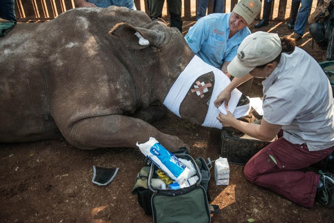 Nghị lực sống phi thường của con tê giác bị bọn săn trộm cắt sừng ảnh 1