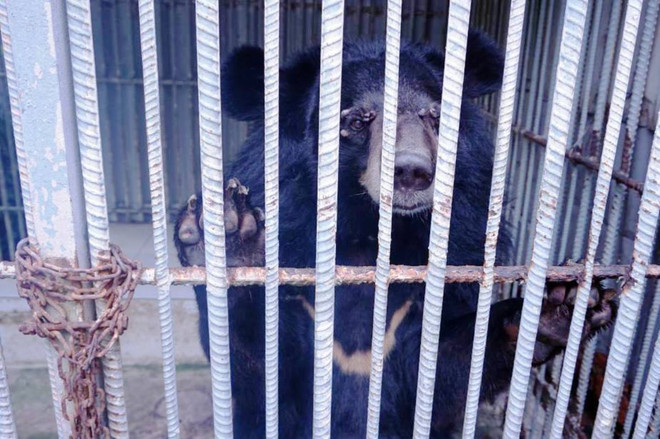 Tiếp nhận cá thể gấu đầu tiên được tự nguyện chuyển giao trong 2018 ảnh 1