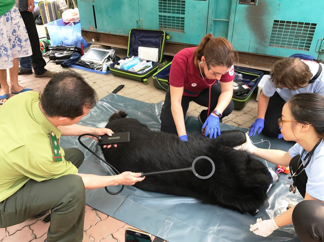 Tiếp nhận cá thể gấu đầu tiên được tự nguyện chuyển giao trong 2018 ảnh 2