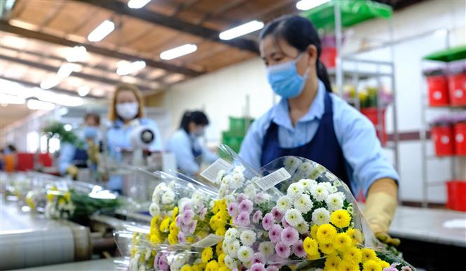 Hoa cắt cành Việt Nam được xuất khẩu trở lại sang Australia ảnh 1