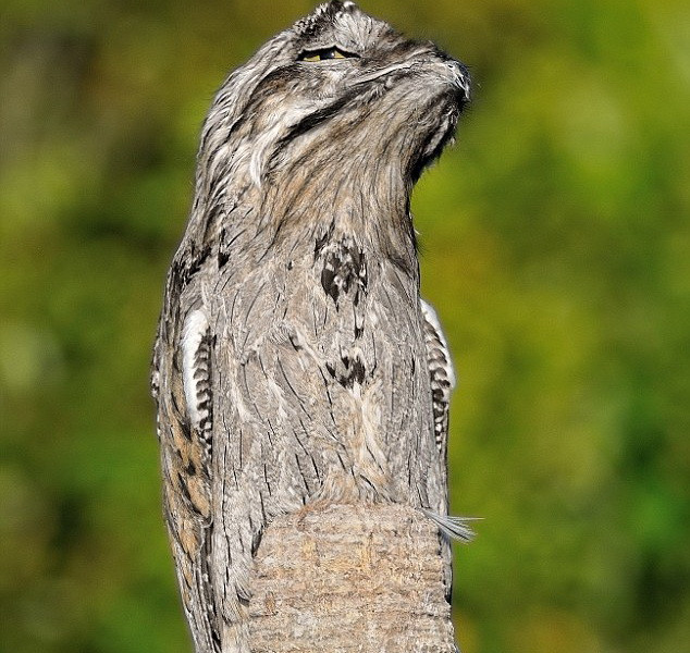 Khả năng ngụy trang đáng kinh ngạc của con chim Potoo ảnh 1