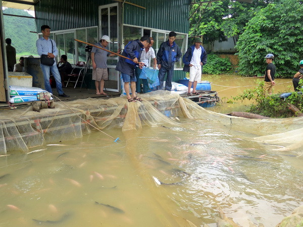 Thủy điện Tuyên Quang xả lũ, hơn 70 tấn cá bị nước cuốn trôi ảnh 1