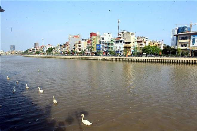 Hải Phòng: Tiếp tục thả 65 đôi thiên nga xuống sông Tam Bạc ảnh 1