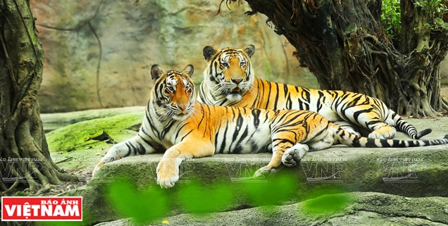 Khu du lịch Đại Nam - nơi không còn giới hạn của mọi đam mê ảnh 15