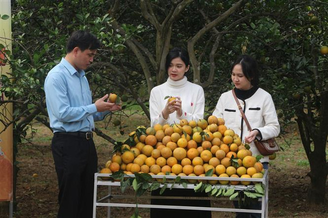 Nghệ An livestream giới thiệu, quảng bá sản phẩm cam Vinh ảnh 1