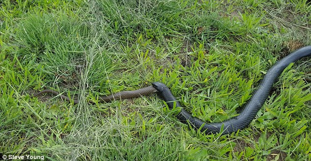 Rắn đen bụng đỏ nuốt chửng đồng loại không thương tiếc ảnh 2