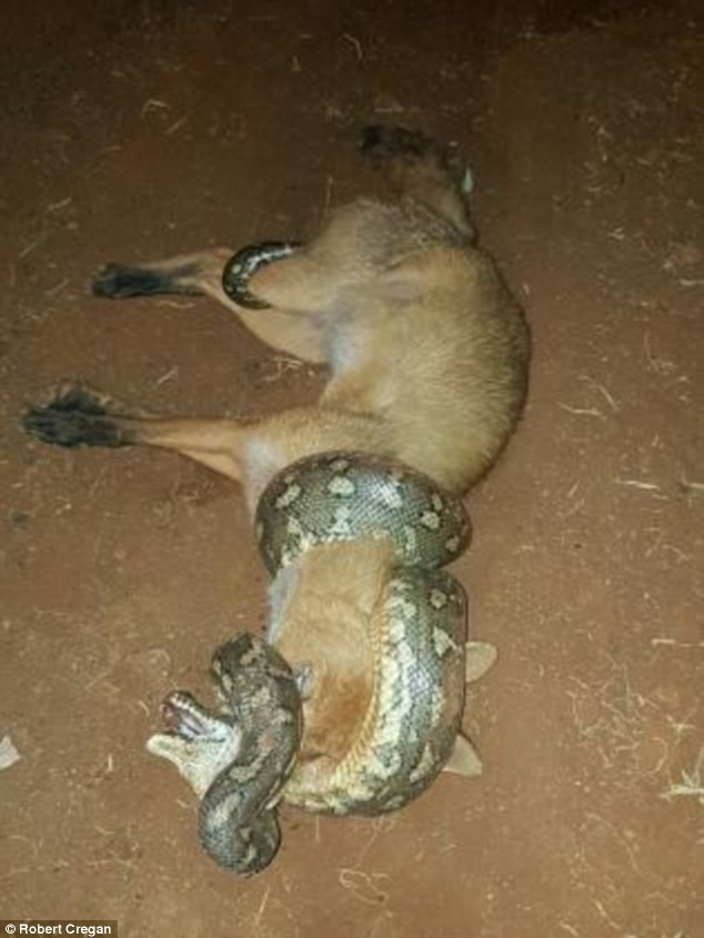 Con cáo chết thảm khi cố gắng đuổi theo cắn chú trăn dài 2m ảnh 4