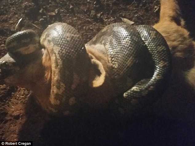 Con cáo chết thảm khi cố gắng đuổi theo cắn chú trăn dài 2m ảnh 3