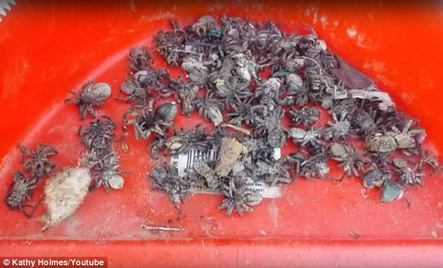 Người phụ nữ tá hỏa khi thấy hàng nghìn con nhện sói trong nhà ảnh 1