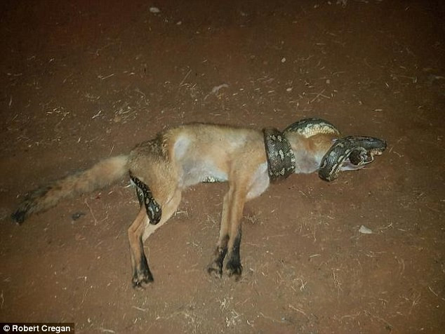 Con cáo chết thảm khi cố gắng đuổi theo cắn chú trăn dài 2m ảnh 2