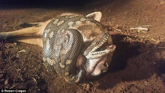 Con cáo chết thảm khi cố gắng đuổi theo cắn chú trăn dài 2m ảnh 1