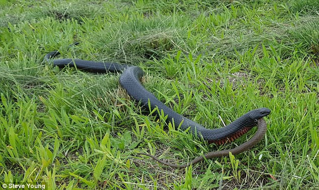 Rắn đen bụng đỏ nuốt chửng đồng loại không thương tiếc ảnh 1