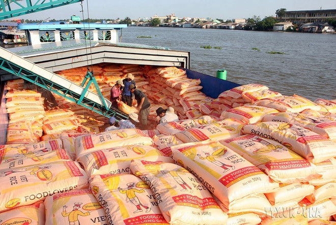 Từ một nước nhập khẩu gạo ròng trở thành nước xuất khẩu gạo lớn thứ hai trên thế giới.(Ảnh: Đình Huệ/TTXVN) Việt Nam - Đối tác đầy tiềm năng của các quốc gia châu Phi ảnh 1