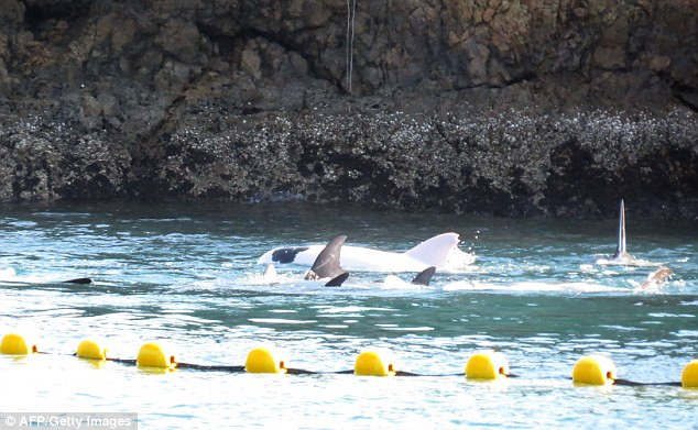 Ngư dân Nhật Bản bắt cá heo bạch tạng để bán gây phẫn nộ ảnh 1