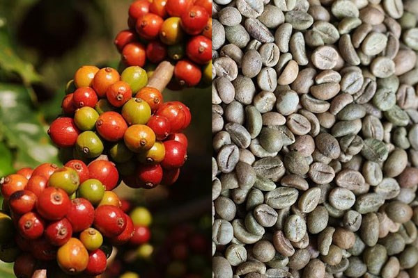 Thị trường nông sản thế giới trải qua một tuẫn lễ ảm đạm ảnh 1