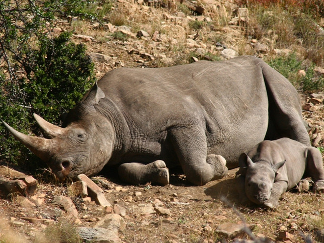Bản lĩnh của người đàn ông Việt không tới từ mảnh sừng tê giác ảnh 1