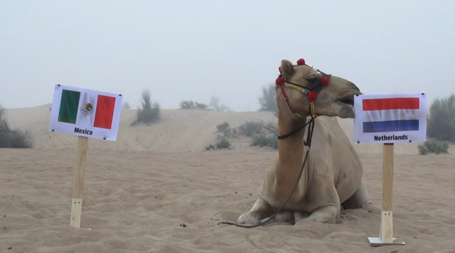 Lạc đà “tiên tri” dự đoán kết quả trận quyết chiến Hà Lan-Mexico ảnh 1